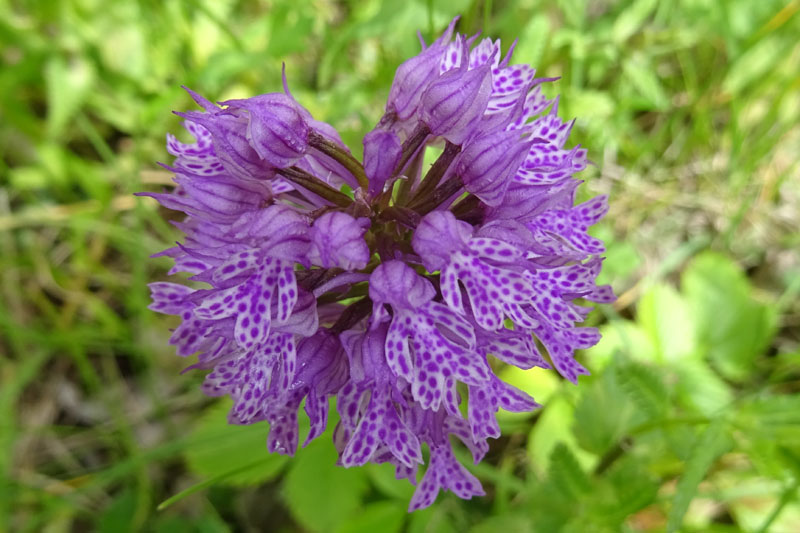 Neotinea tridentata - Cadine (TN)